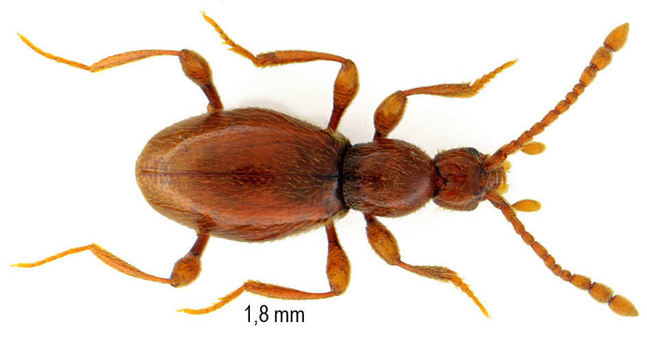 Scydmaenus perrisi (Reitter, 1881)